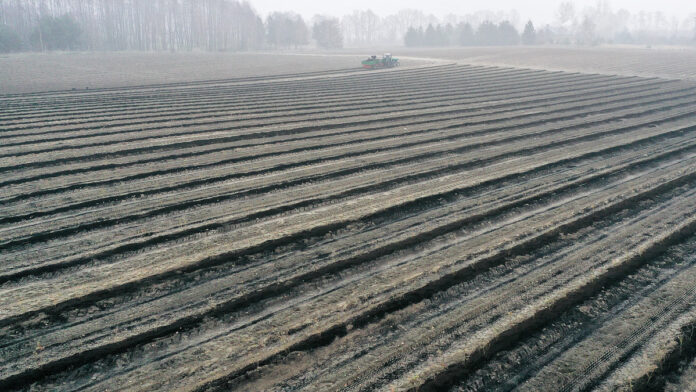 Rzędy plantacji borówki widziane z góry — zdjęcie z reportażu Jagodnik.pl